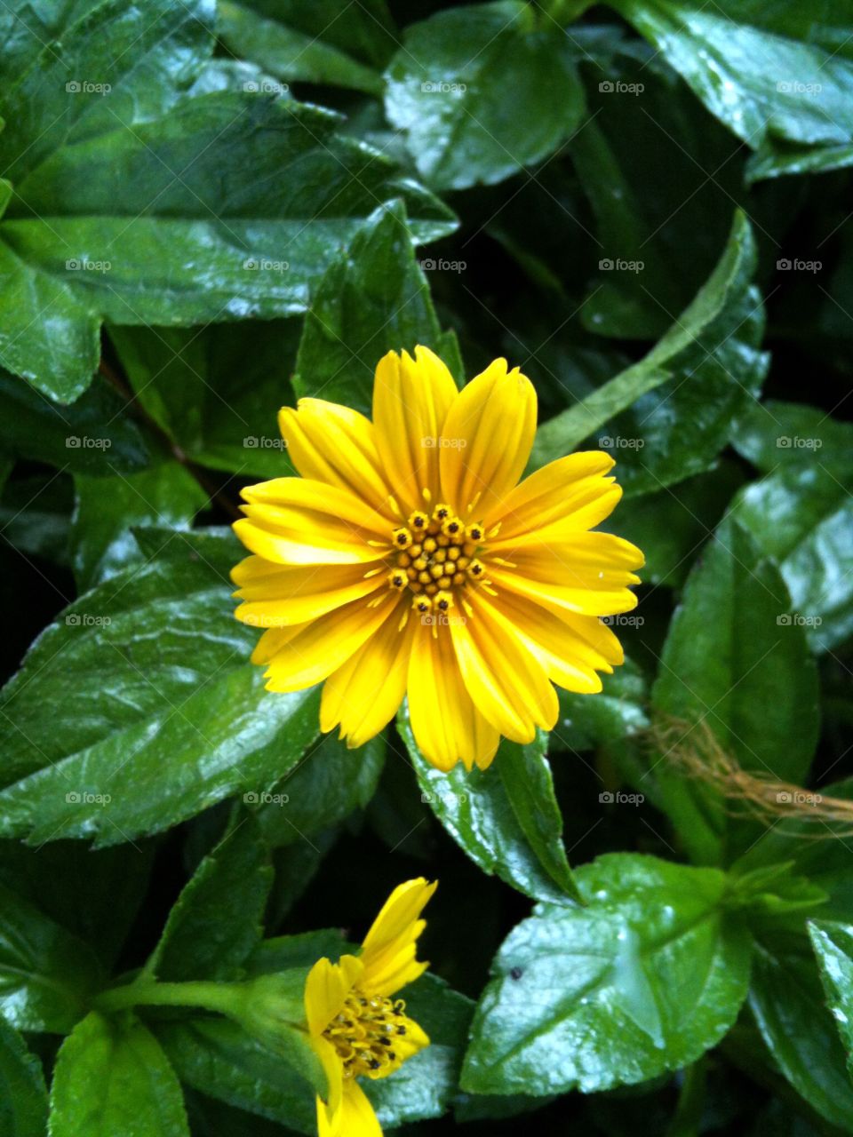 yellow flower