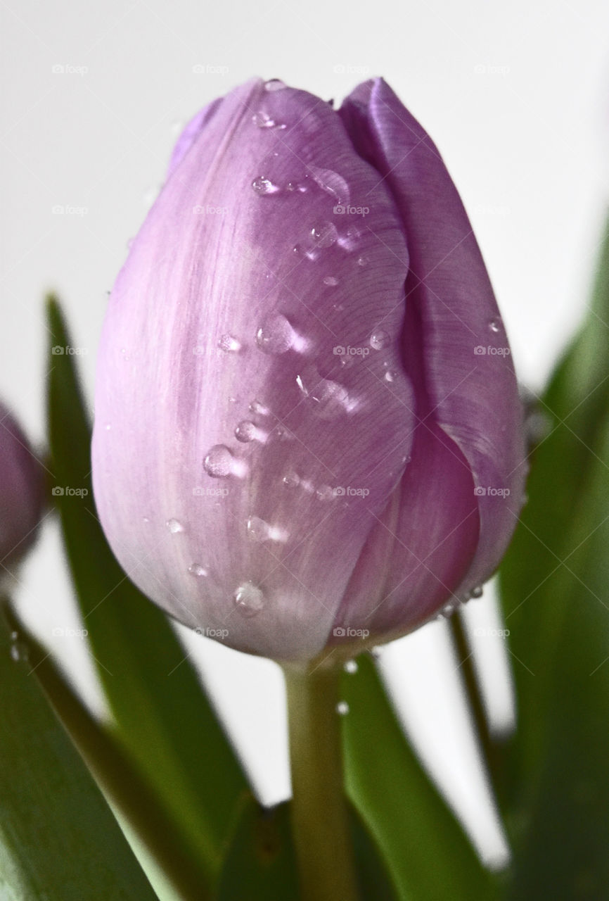 Close-up of wet tulip flower