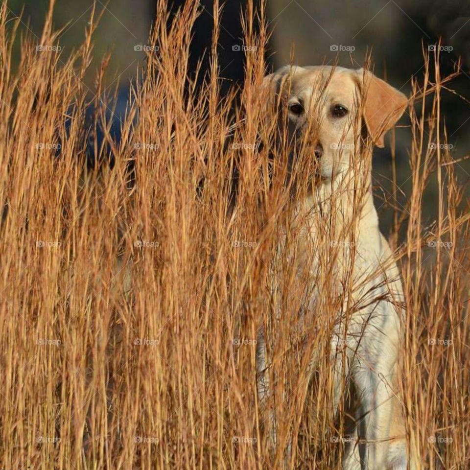 Labrador Hiding