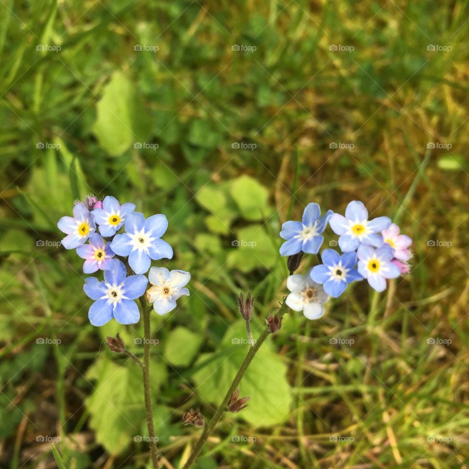 Close up of forget me nots