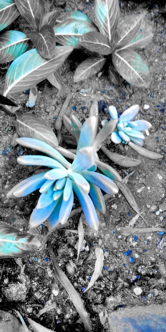 blue succulent