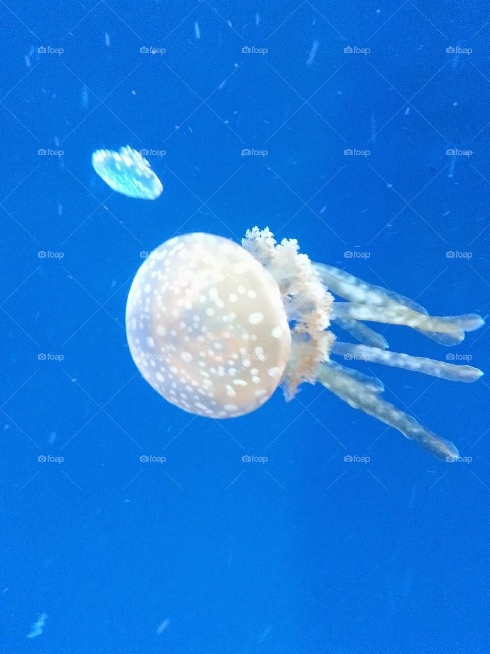 jelly fish