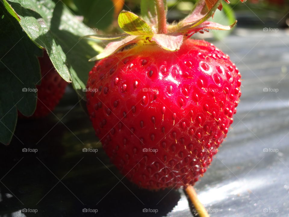 strawberry