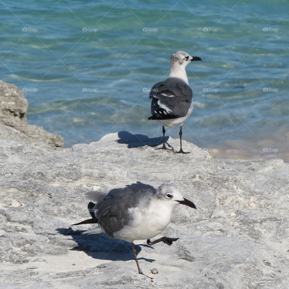 Two bird on beach