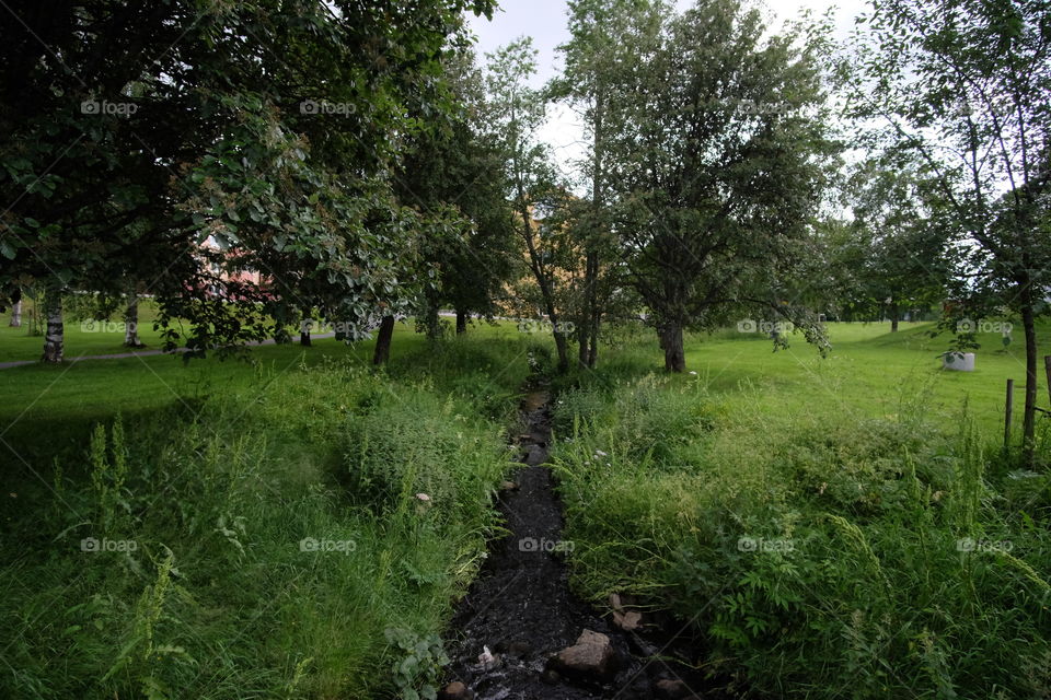 Landscape, Tree, Grass, Nature, Environment