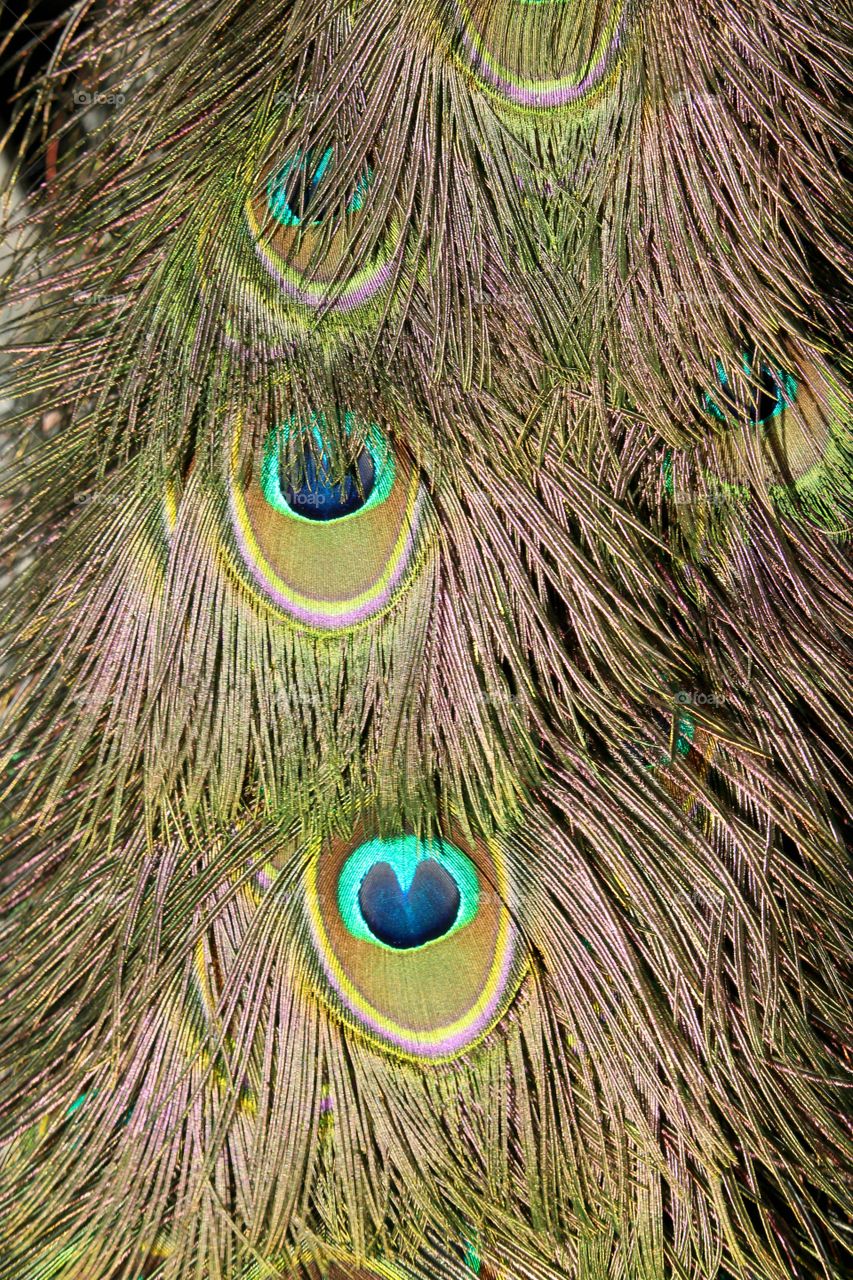 texture of a peacock feather
