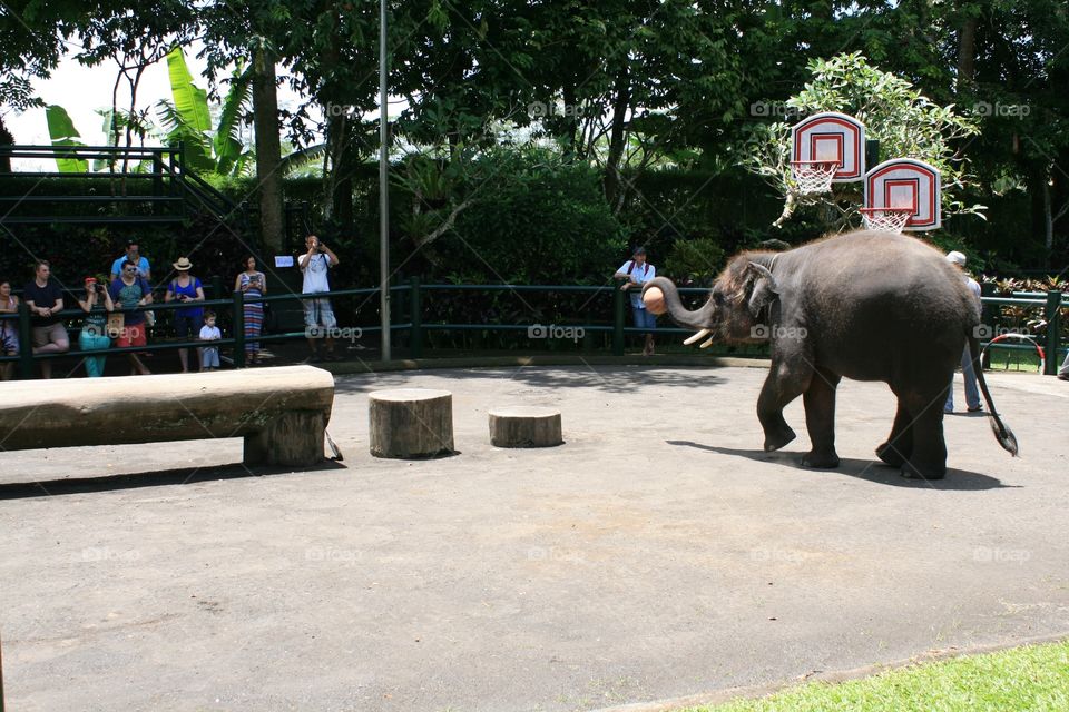 Elephants 