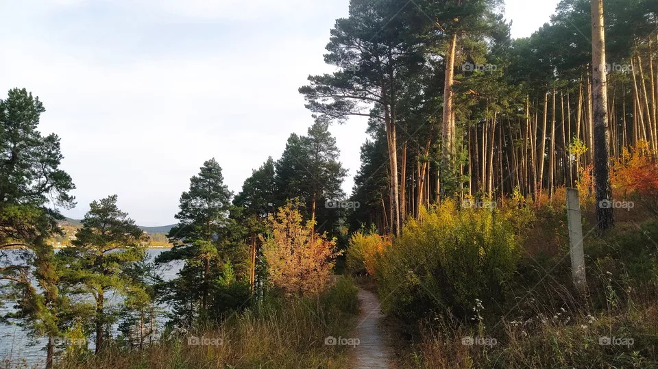 autumn forest