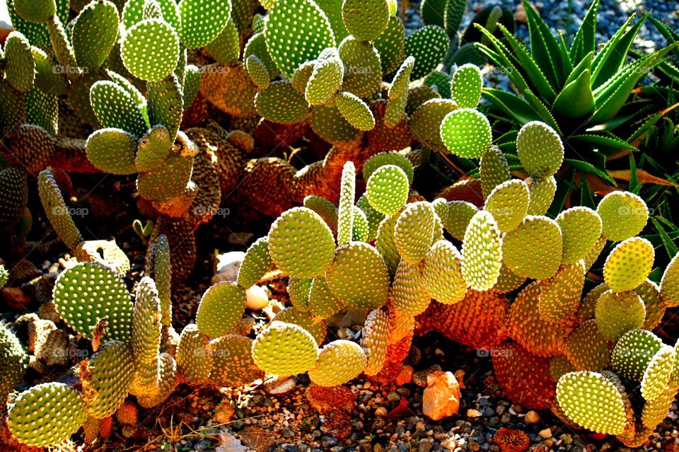 Ouch . Taken at Paphos zoo Cyprus 
