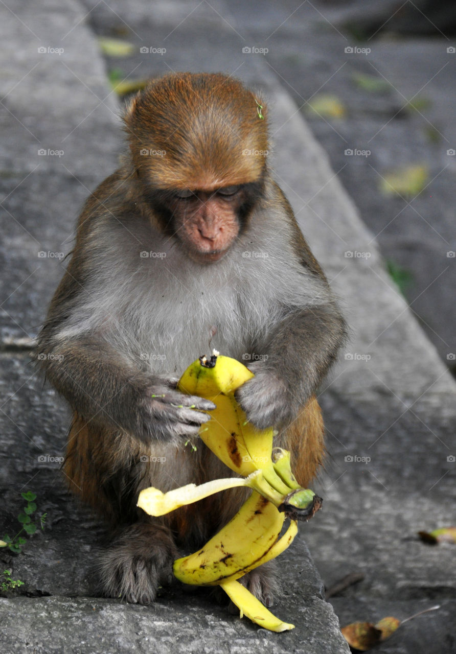 monkey with banana in Nepal