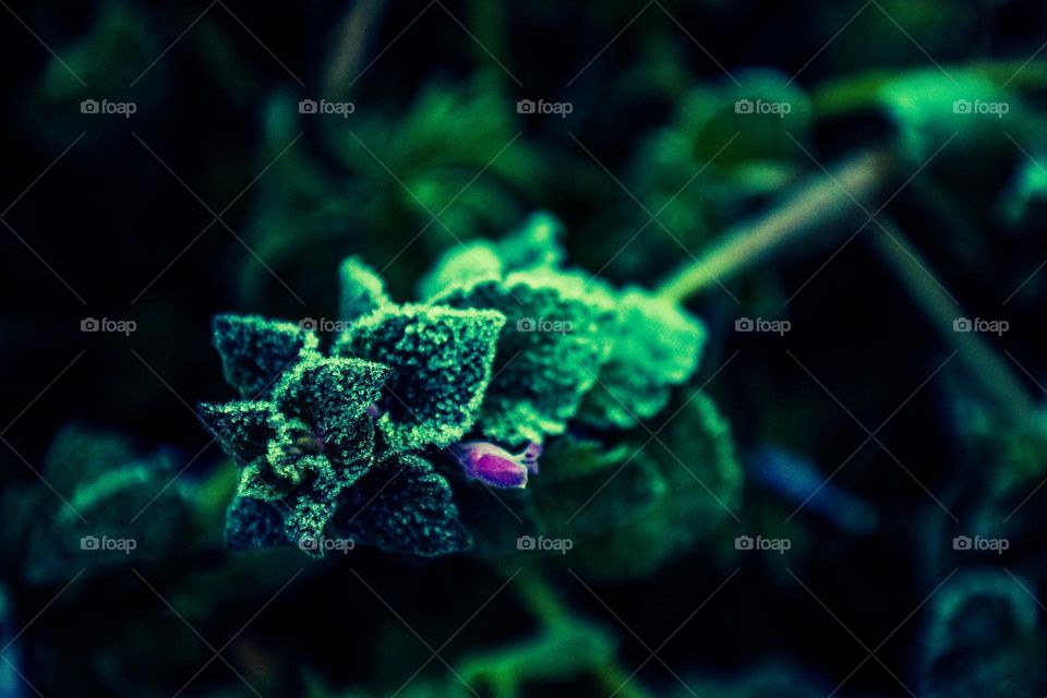 frost covered plant falling over in the sunlight