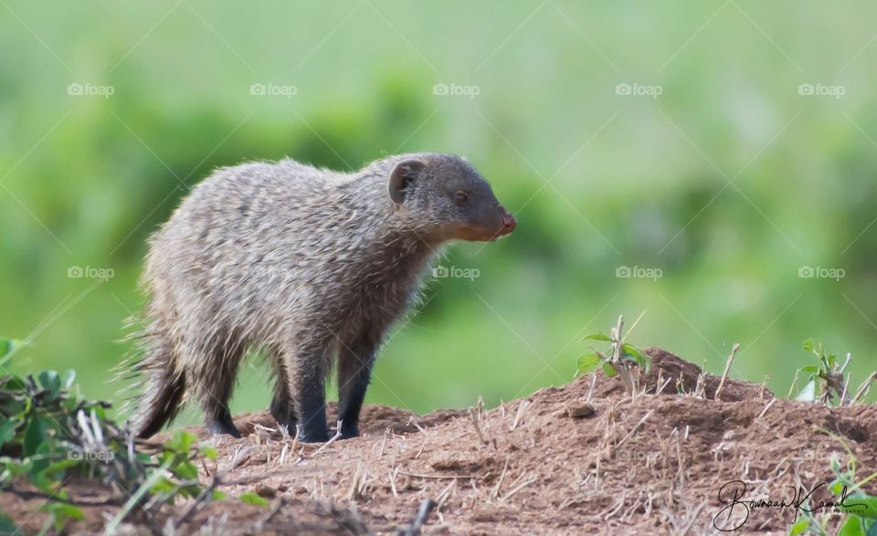 Banded mongoose (Mungos mungo) from Masai mara