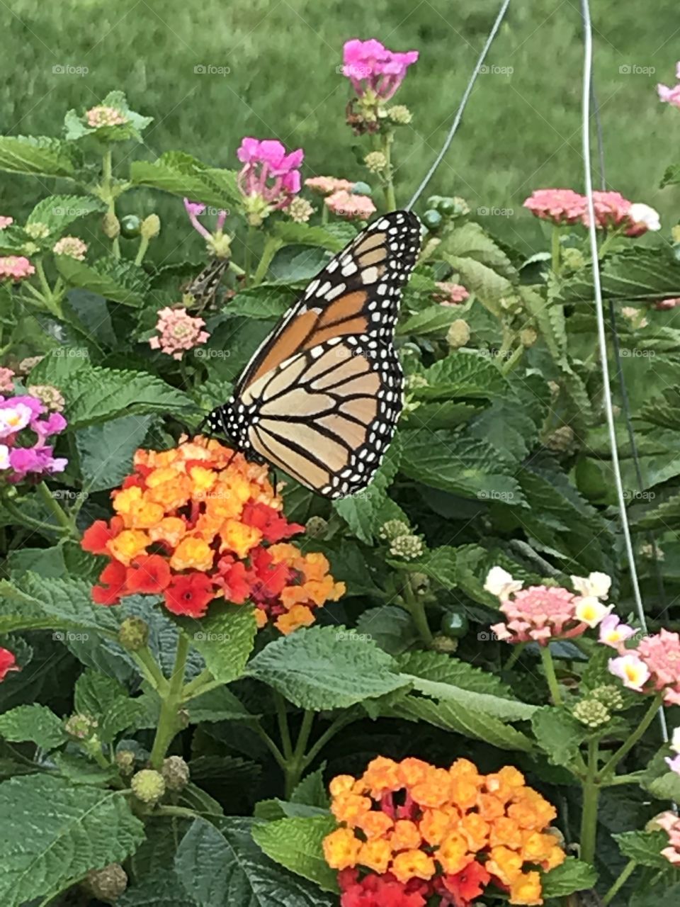 Lantana flower with a butterfly visitor!