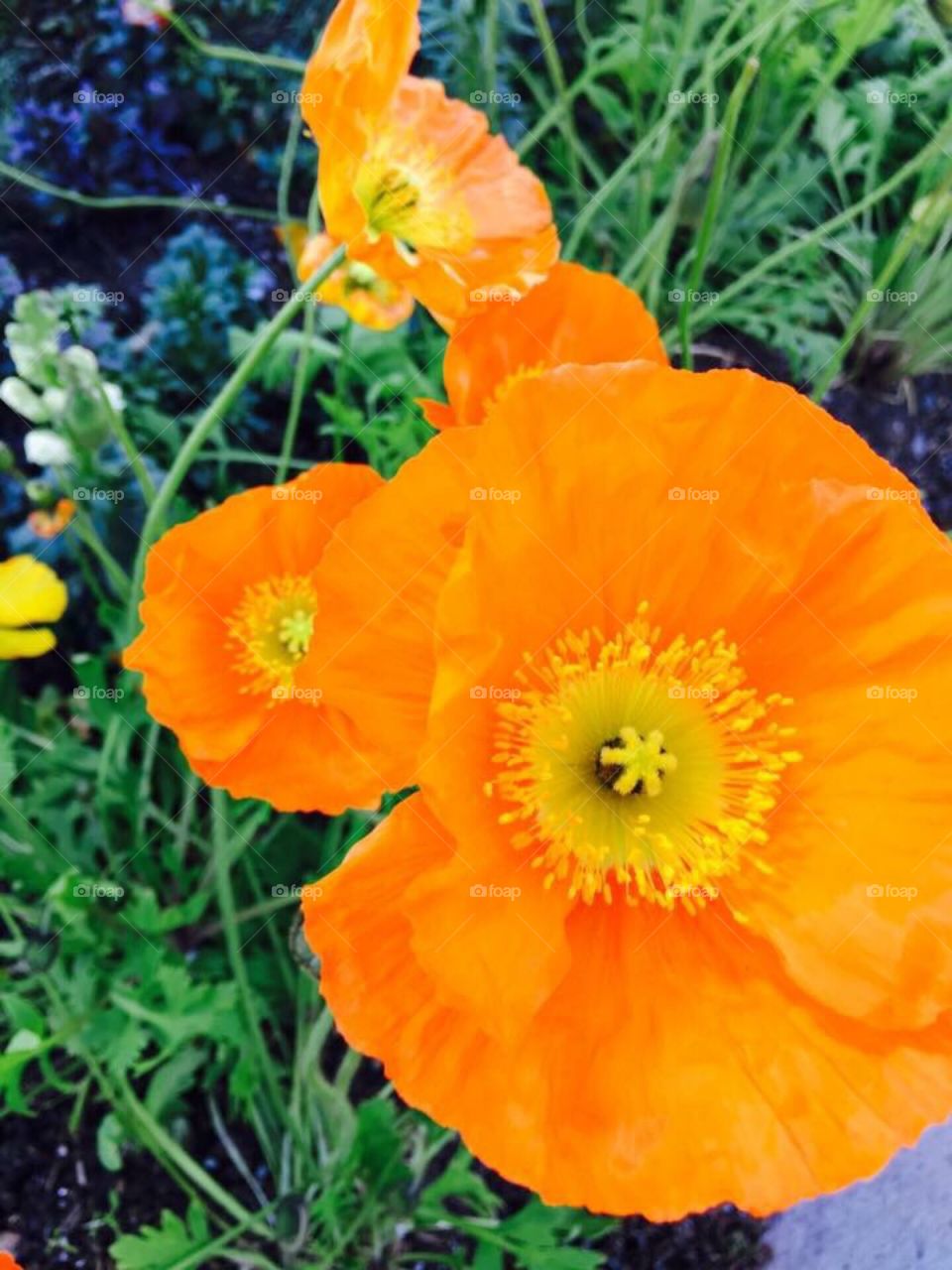 Orange poppies 