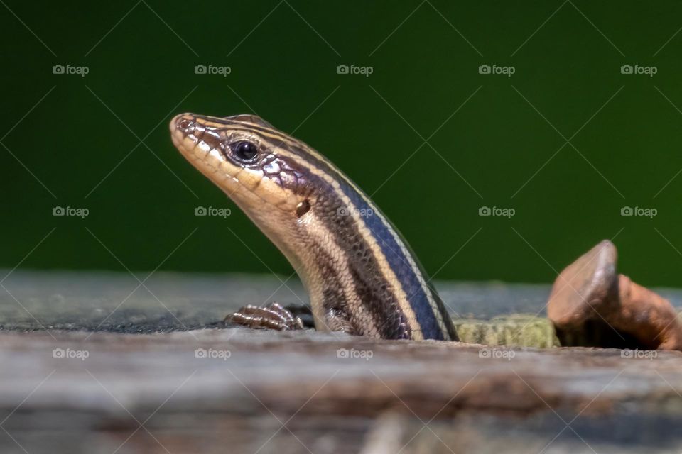 A curious five-lined skink peers out from its crevice. 