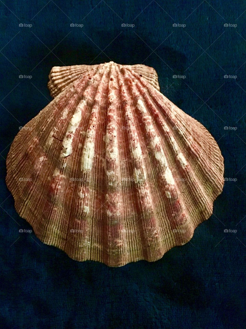 Scallop - Part of my seashell and rock collection