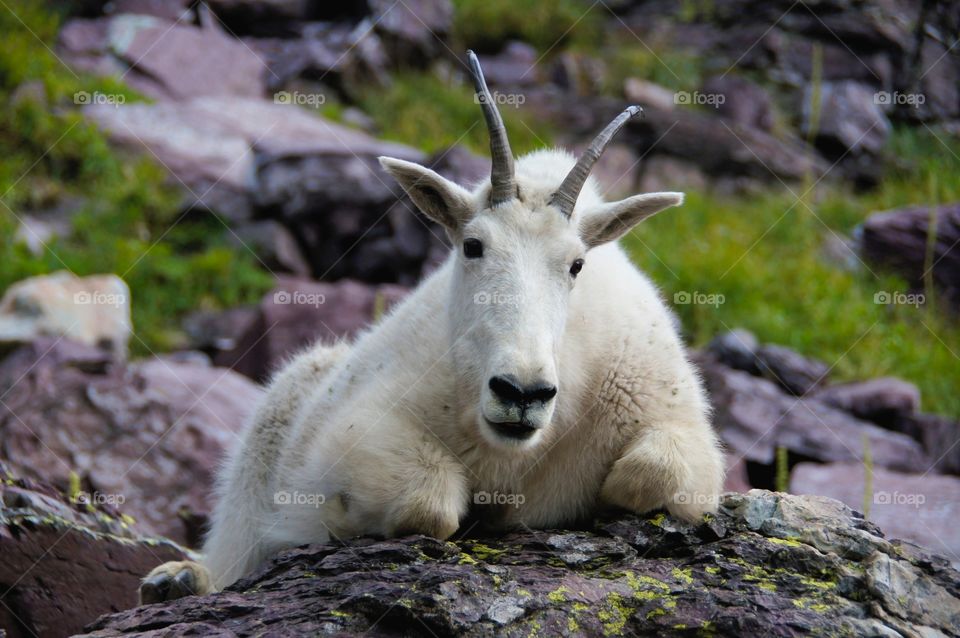 Curious mountain goat
