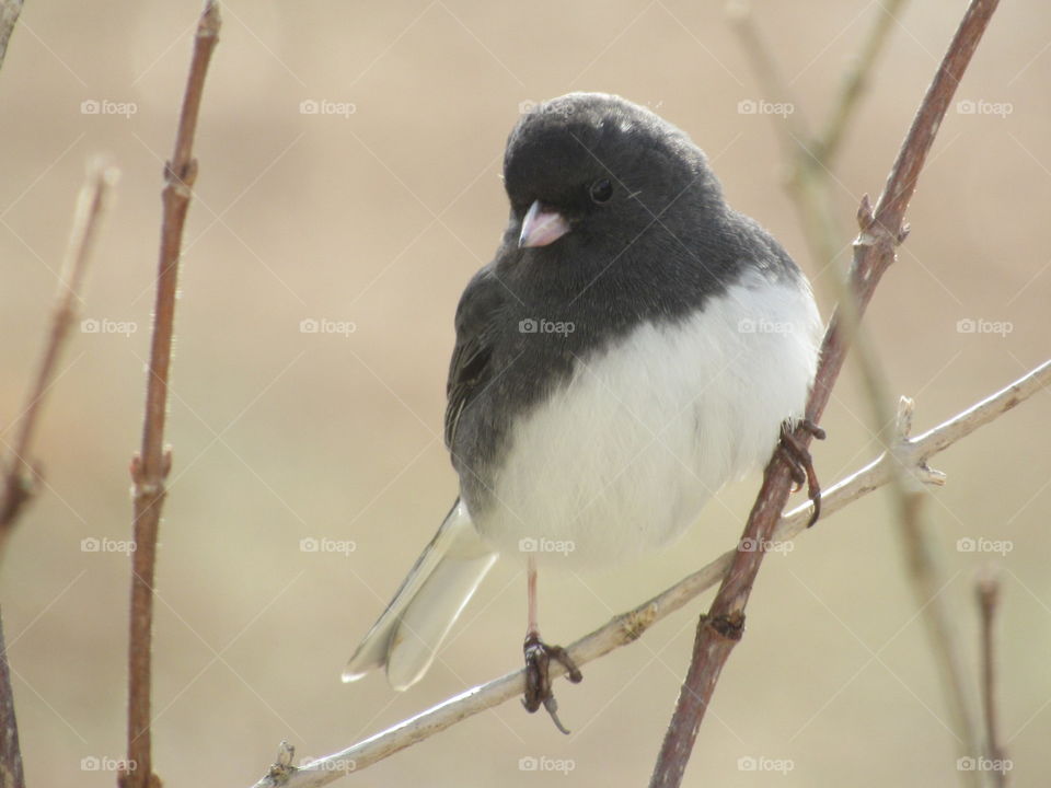 Bird, No Person, Wildlife, Nature, Outdoors