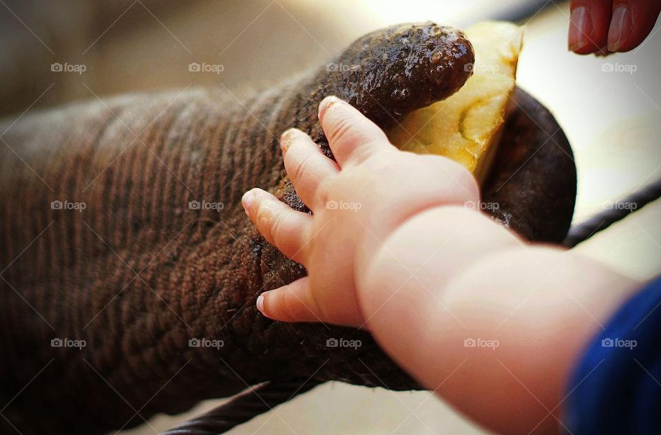 Elefant und Baby 