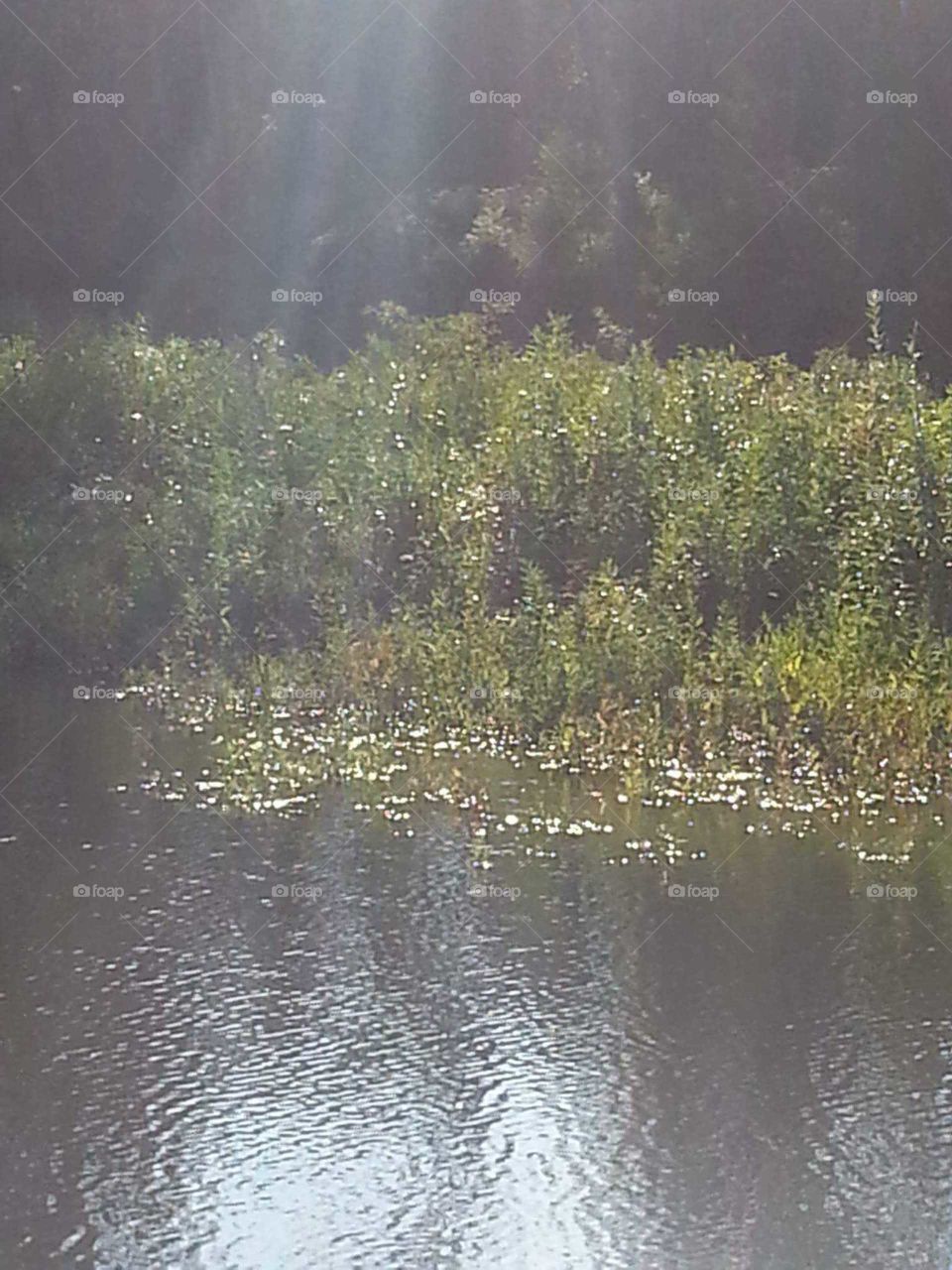 Water, Reflection, Tree, River, Landscape