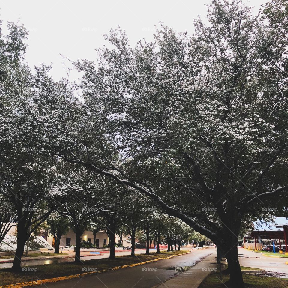 snow on trees
