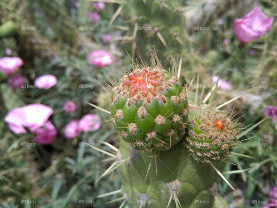Red flower cactus