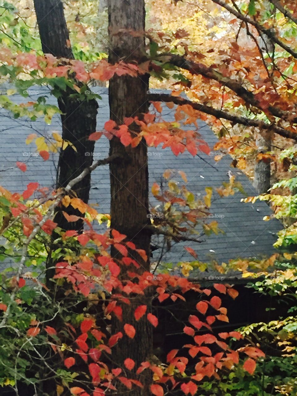 Fall foliage 