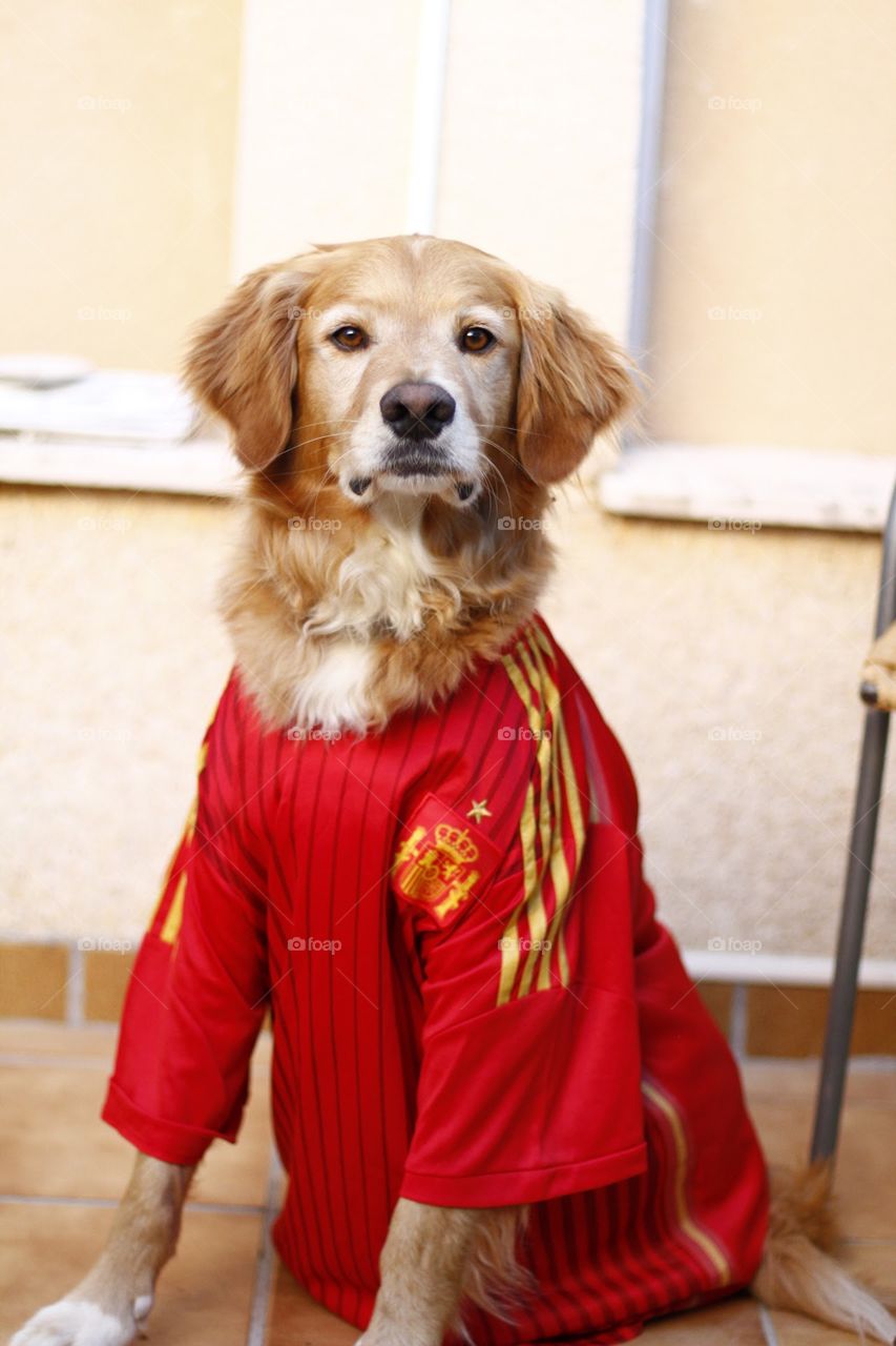 Spanish dog