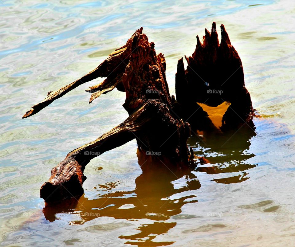 driftwood ...  two monsters wading in the water.