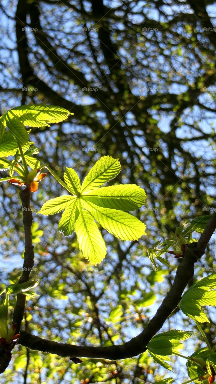 horse chestnut tree leaf