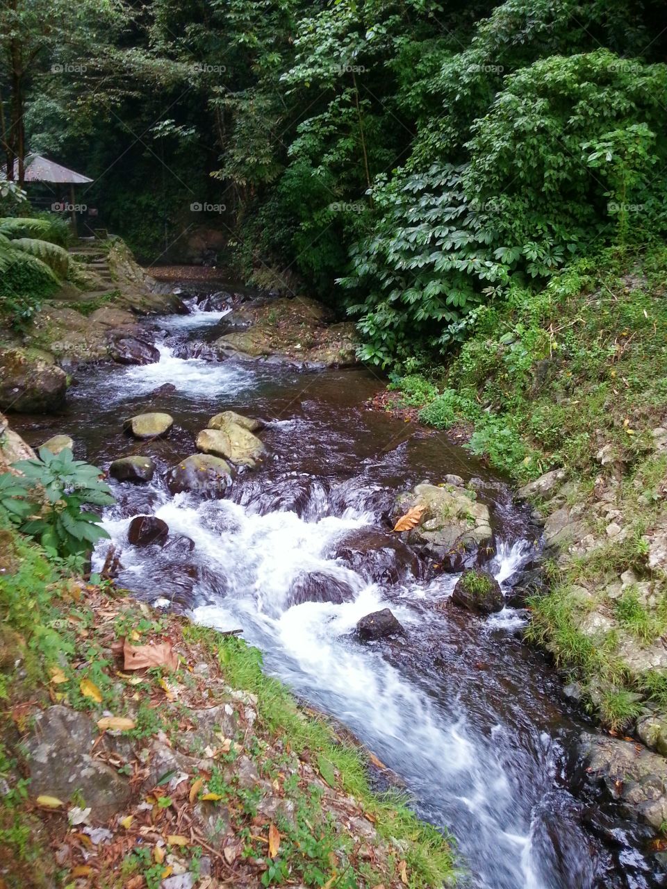 Stream flowing in Bali, Indonesia