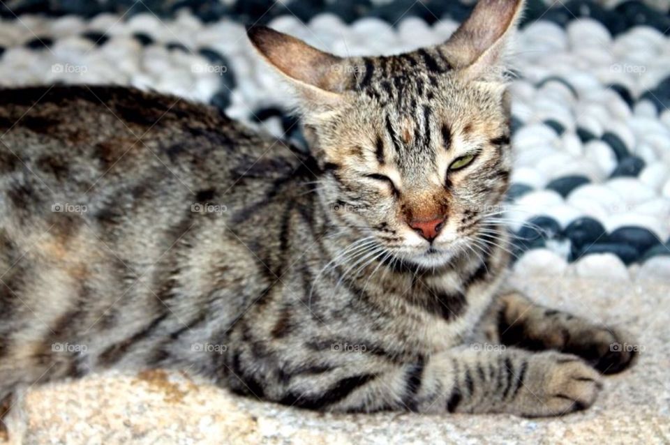 Cat of Lindos