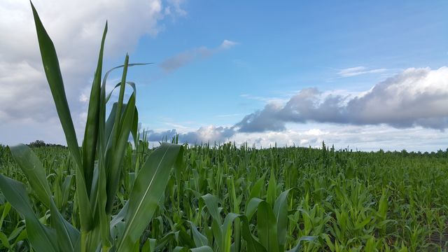 Lovely countryside