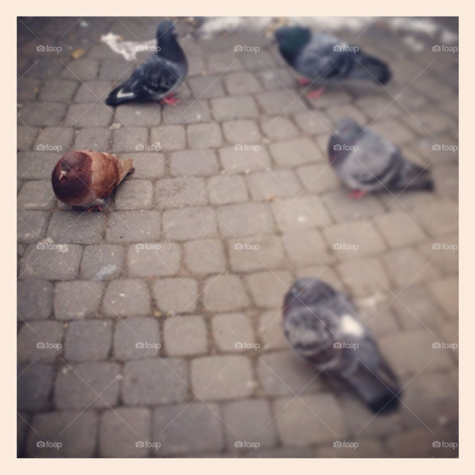 Different pigeon
