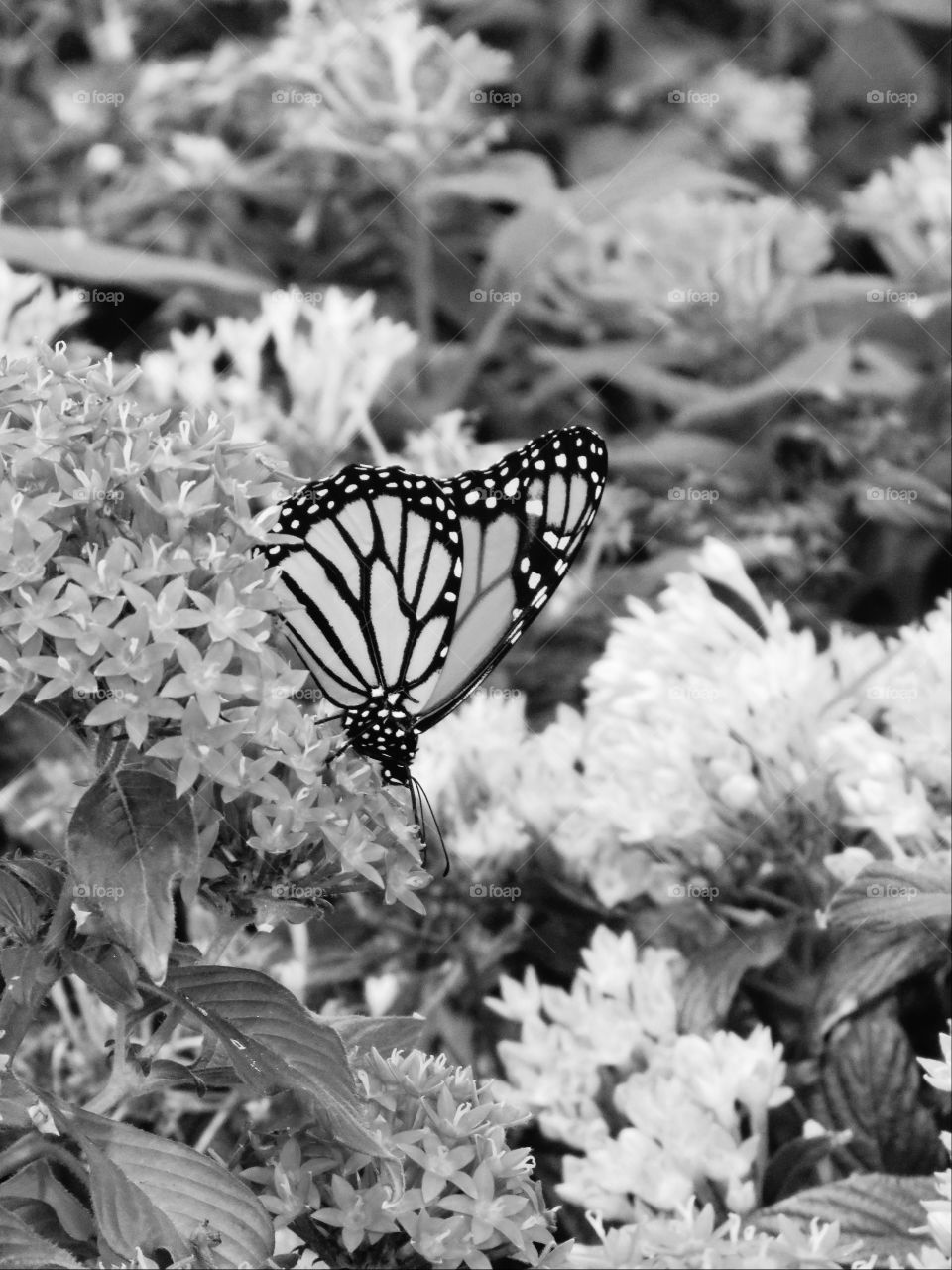 Gorgeous butterfly feeding nectar.