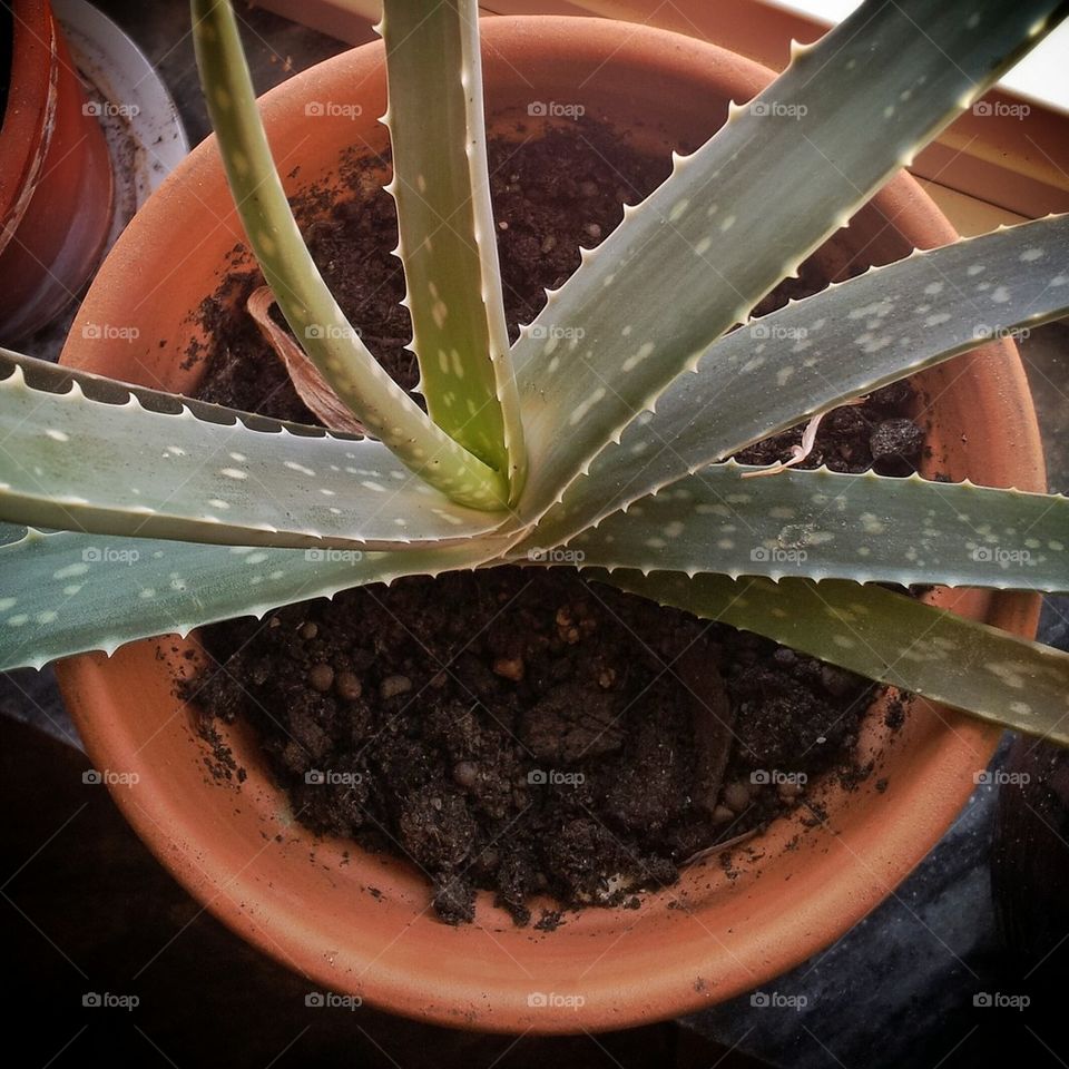 Aloe vera