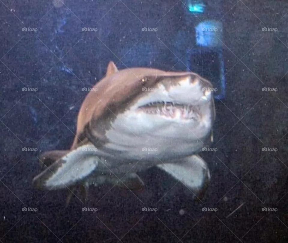 Shark! 