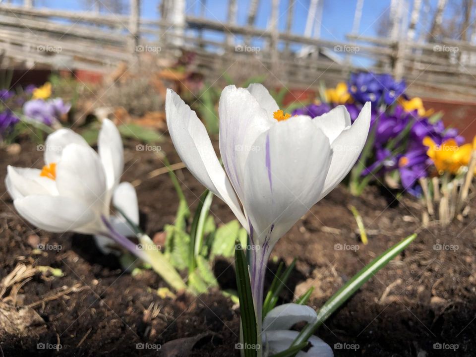 Spring flower