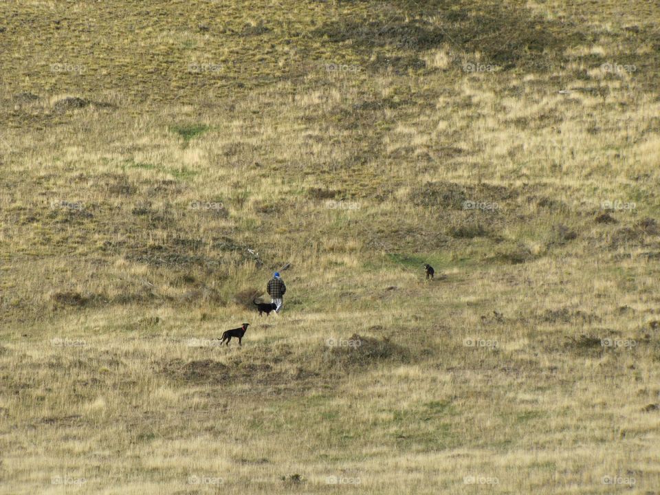 A person walking with dogs in the nature