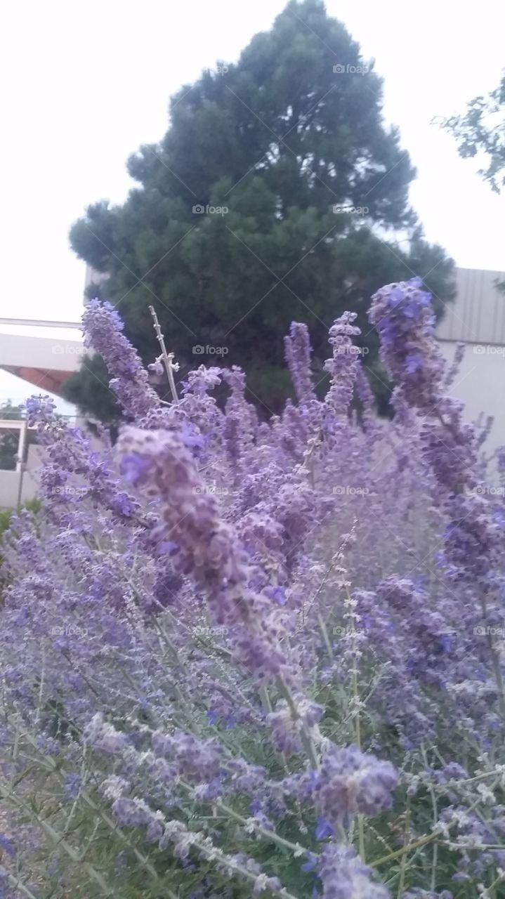 Purple  sage