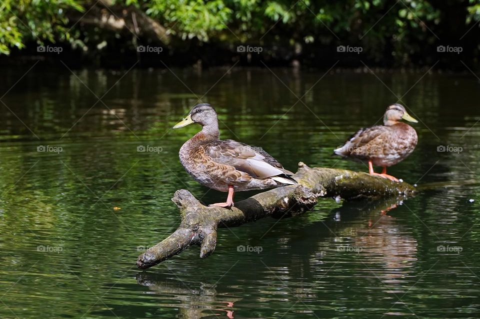 Ducks