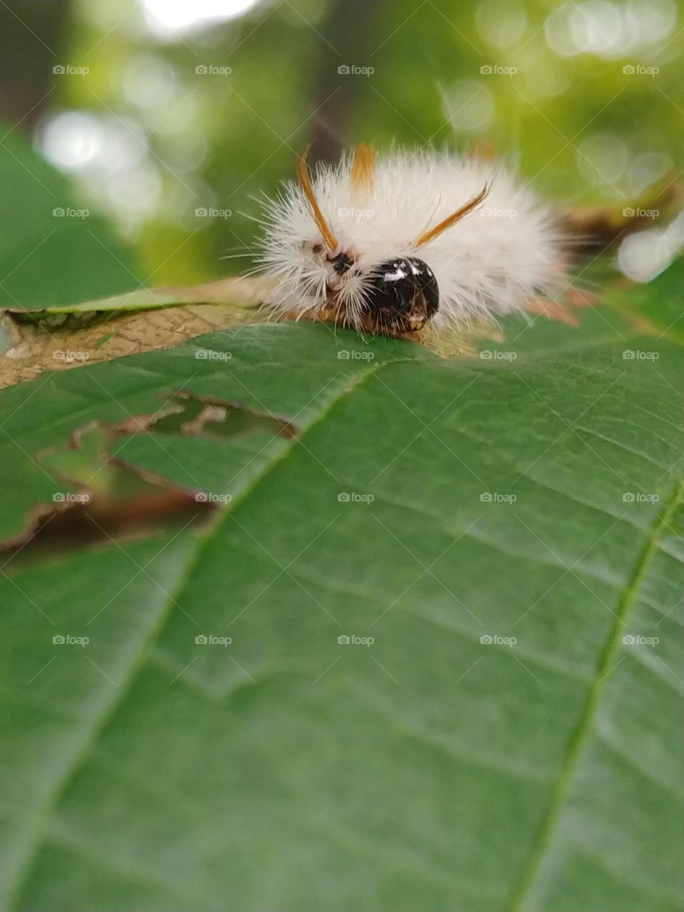 Close-up of a tiny white, fluffy wooly worm with big black eyes sitting on a dark green leaf with holes in it.