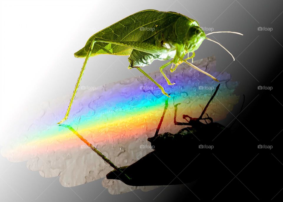 Leaf Grasshopper Facing Its Shadow On A Rainbow Background Reflection 