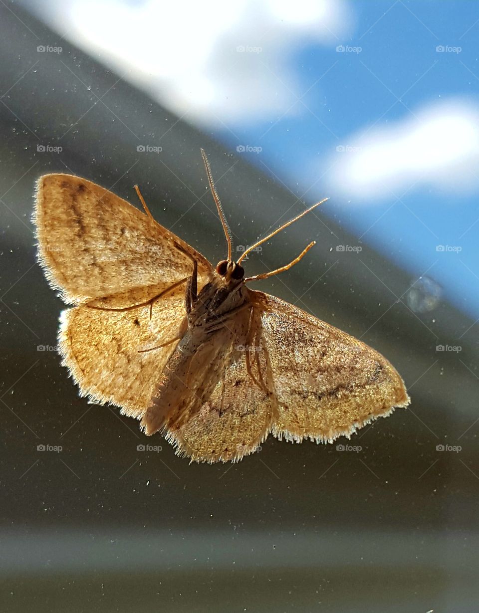 Upclose with a moth