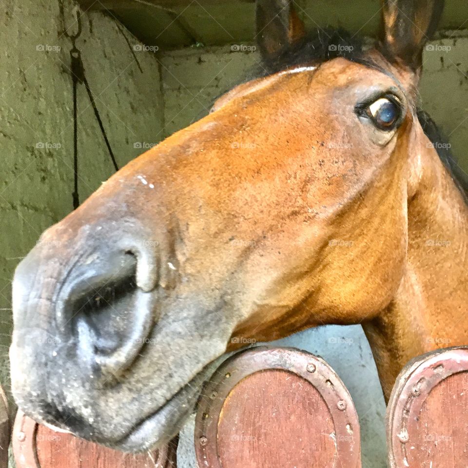 Um cavalo fazendo pose. O que será que esse bicho está querendo dizer?