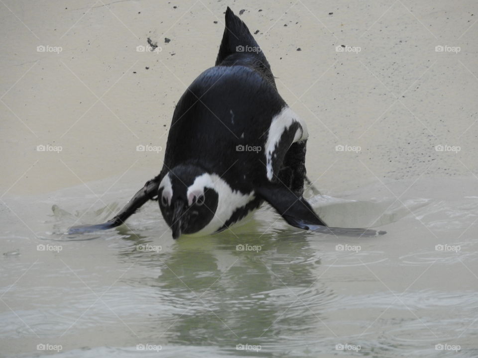 Penguin diving i