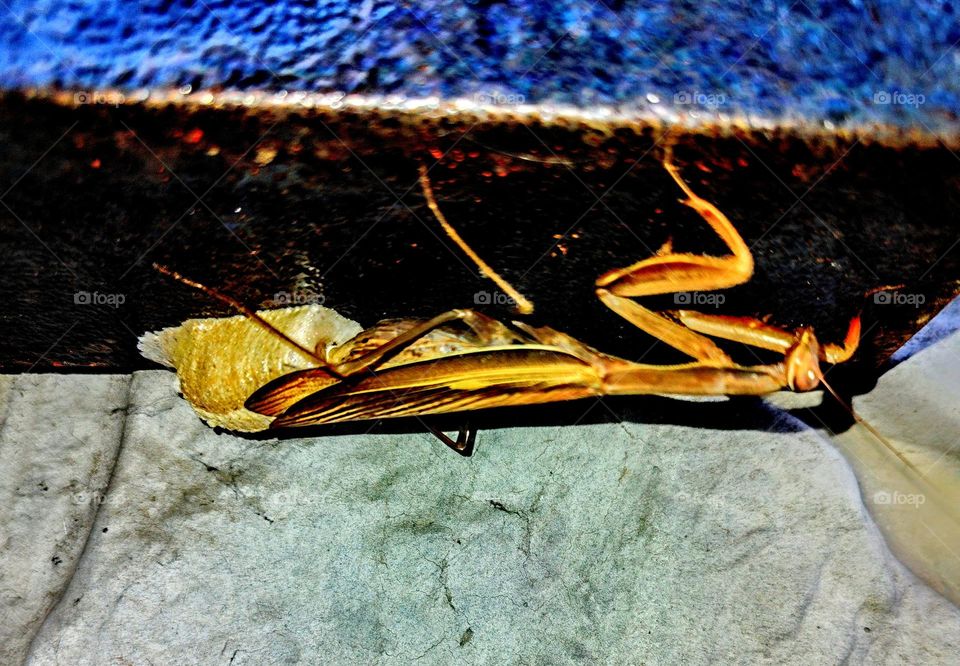 praying mantis, red book mantis, insect, red book insect, red book, rare insect, lays eggs, nests