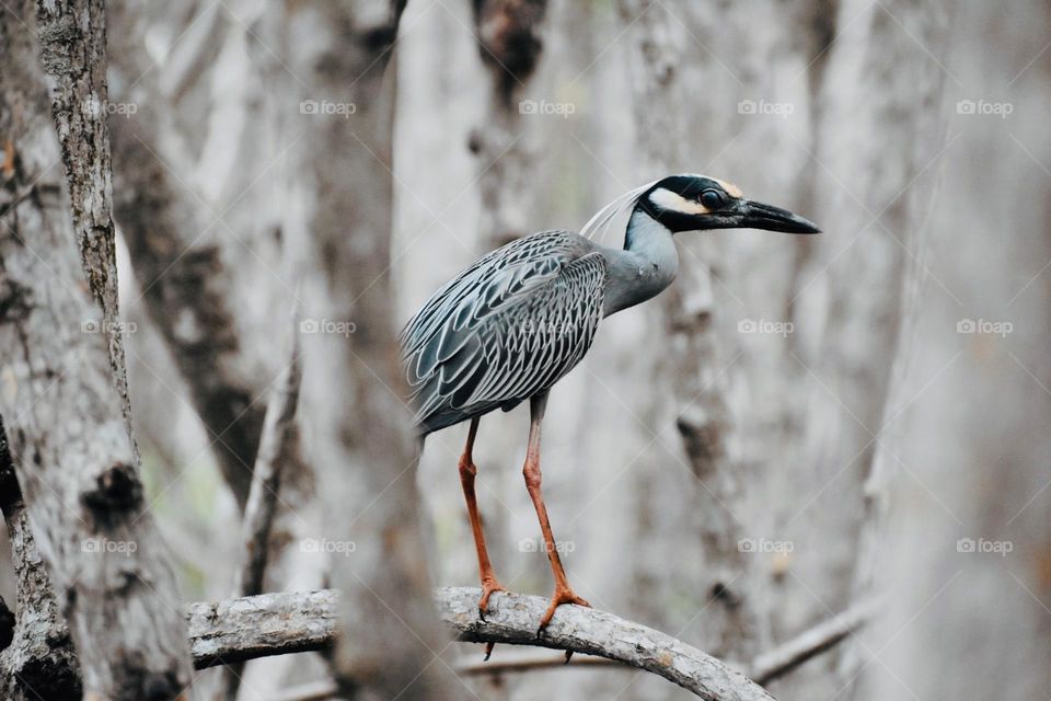 Muted colors can cause a colorful reaction in your mind