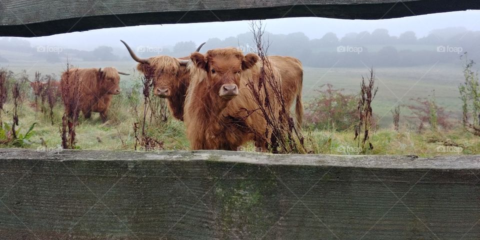 kuh bull cow highland rind schottisches farm hörner