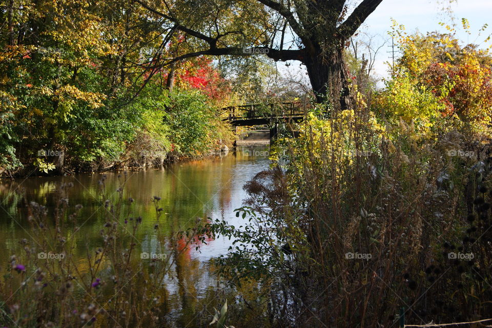 View of river in forest